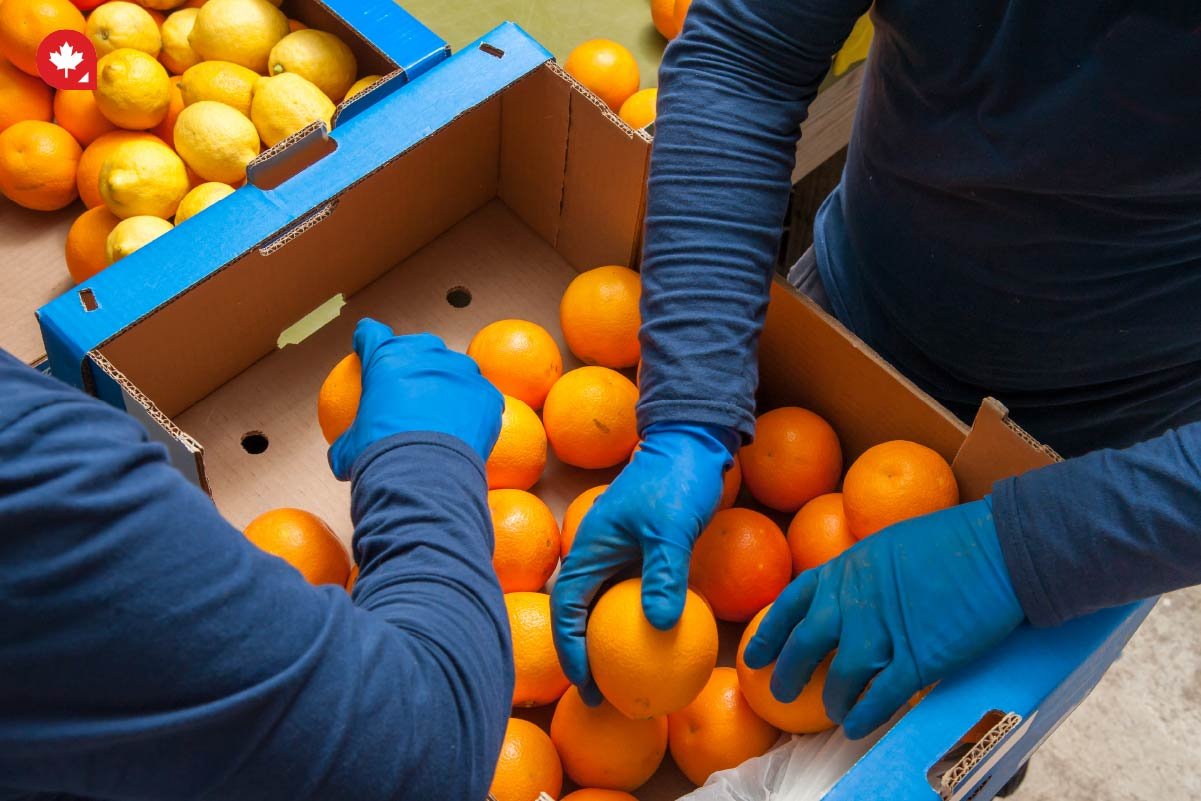 Find a Job in Canada | How to Find a Job in Canada in the Food Service Industry