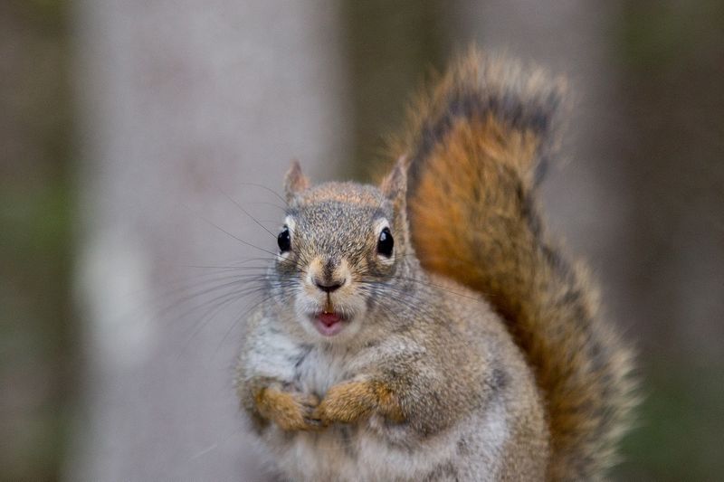 Work in Canada-Squirrel