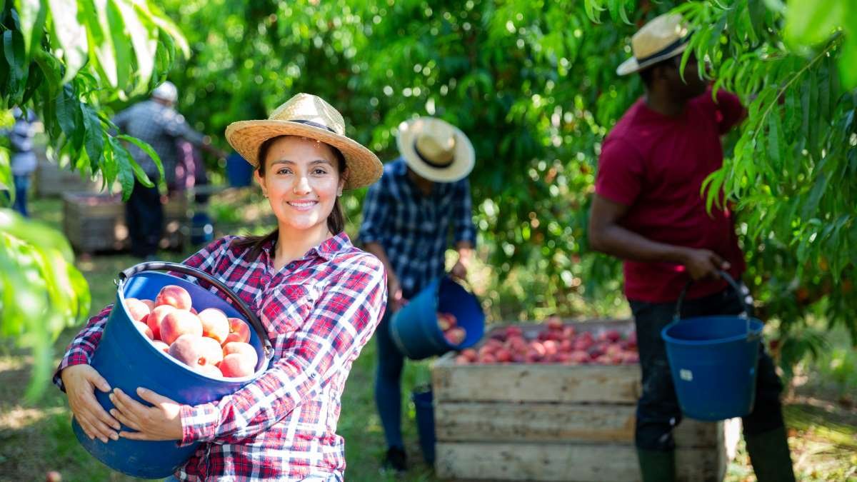 pasos-aplicar-fruta-picker-jobs-canada